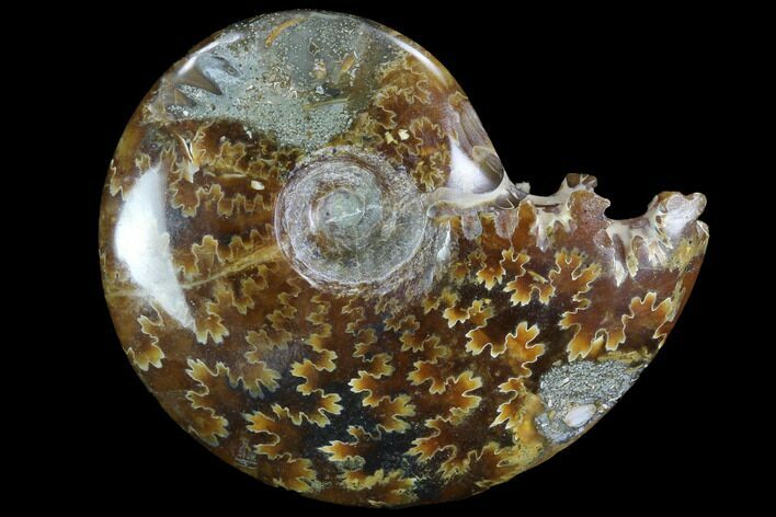 Polished, Agatized Ammonite (Cleoniceras) - Madagascar #97224